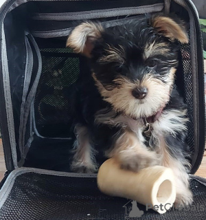 Photo №1. yorkshire terrier - à vendre en ville de Naperville | 473€ | Annonce №111888