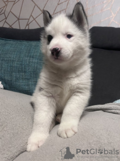 Photo №3. Chiots husky sibériens aux yeux bleus à vendre. USA