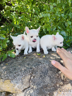 Photo №1. chihuahua - à vendre en ville de Moscou | négocié | Annonce №169060