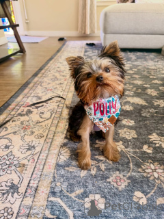 Photo №1. yorkshire terrier - à vendre en ville de Alavus | 550€ | Annonce №169362