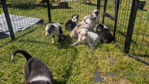 Photo №3. Chiots purs Border Collie disponibles. USA