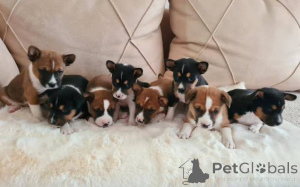 Photo №2 de l'annonce № 165376 de la vente basenji - acheter à Serbie 