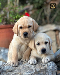 Photo №1. labrador retriever - à vendre en ville de Alain | négocié | Annonce №158382