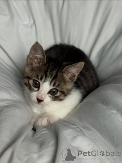 Photo №1. chat de gouttière - à vendre en ville de Alajärvi | 450€ | Annonce № 146293