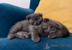 Photo №3. Chaton bleu Scottish Fold. USA