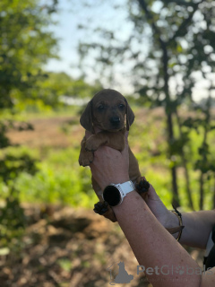 Photo №1. teckel - à vendre en ville de Bardufoss | 3000€ | Annonce №149545