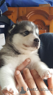 Photo №4. Je vais vendre malamute de l'alaska en ville de Bruges. annonce privée - prix - 500€
