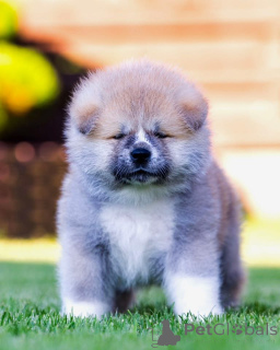 Photo №1. akita (chien) - à vendre en ville de Alytus | 2000€ | Annonce №148468