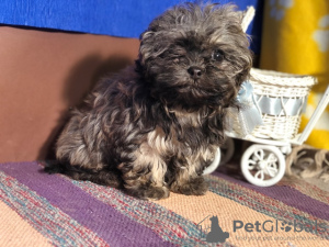 Photo №3. Fille de chien de poche de couleur russe miniature. Fédération de Russie