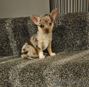 Photo №4. Je vais vendre chihuahua en ville de Tampa. éleveur - prix - 379€