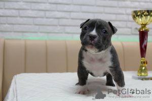 Photo №3. La qualité supérieure de l'intimidateur armicain est ouverte. La Moldavie