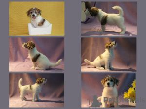 Photos supplémentaires: Chiots Jack Russell Terrier à vendre