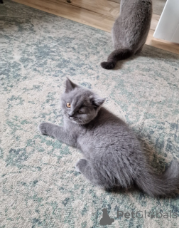 Photo №2 de l'annonce № 164525 de la vente british shorthair - acheter à Allemagne 