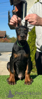 Photo №1. dobermann - à vendre en ville de Бачка-Паланка | négocié | Annonce №123618