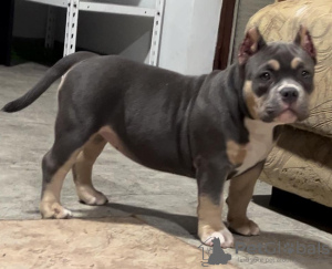 Photos supplémentaires: Chiots American Bully Pocket