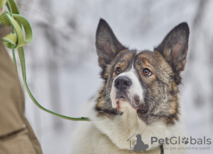 Photo №2 de l'annonce № 30218 de la vente chien bâtard - acheter à Fédération de Russie annonce privée