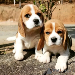 Photo №3. De beaux chiots beagle sont à vendre Business WhatsApp 37256062792. La finlande