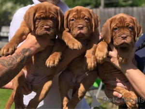 Photo №1. dogue de bordeaux - à vendre en ville de Baienfurt | négocié | Annonce №169587