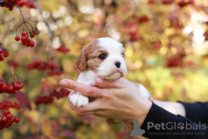 Photo №3. cavalier roi Charles Spaniel. Suisse