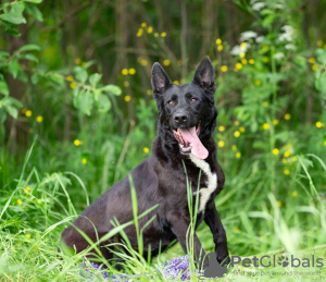 Photo №1. chien bâtard - à vendre en ville de Москва | Gratuit | Annonce №123096