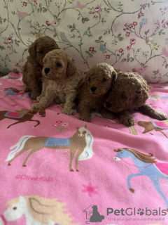 Photo №2 de l'annonce № 131491 de la vente  - acheter à USA annonce privée, éleveur