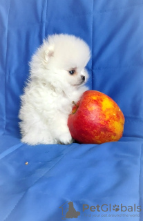 Photos supplémentaires: Spitz de Poméranie, chiots. Mini-ours