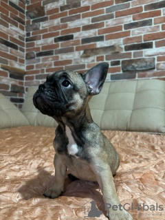 Photos supplémentaires: chiots bouledogue français en bonne santé