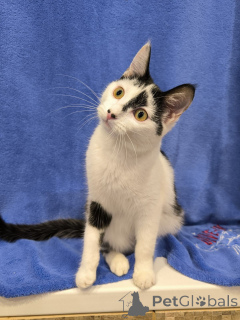 Photo №4. Je vais vendre  en ville de Minsk. annonce privée - prix - Gratuit