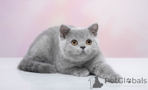 Photo №1. british shorthair - à vendre en ville de Novosibirsk | 216€ | Annonce № 141401