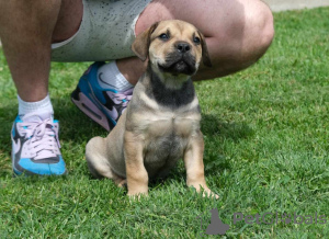 Photo №4. Je vais vendre boerboel en ville de Belgrade. éleveur - prix - négocié