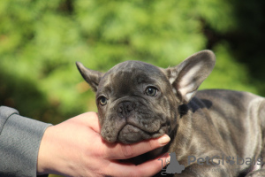 Photos supplémentaires: Chiots bouledogues français exotiques