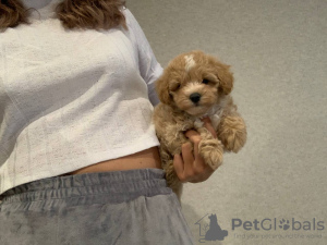 Photos supplémentaires: CONDITIONS GENERALES DE VENTE maltipoo f1 min, livraison, marchandage, maltipoo