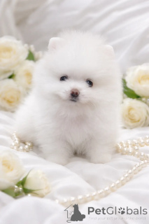 Photo №3. VIP mini beau !. Ukraine