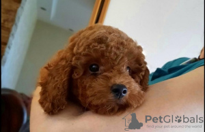 Photo №3. CANiche ROUGE PREMIUM. Serbie