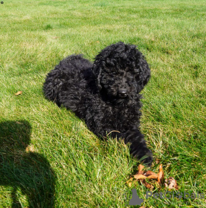 Photo №2 de l'annonce № 63525 de la vente caniche (jouet) - acheter à USA 