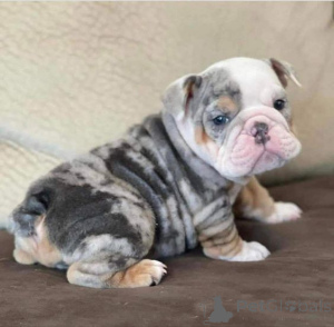 Photo №1. bouledogue - à vendre en ville de Carlsbad | Gratuit | Annonce №168004