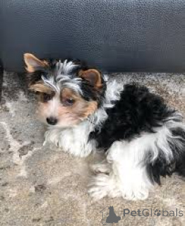 Photo №3. Lindos cachorros Yorkshire Terrier à vendre. Portugal