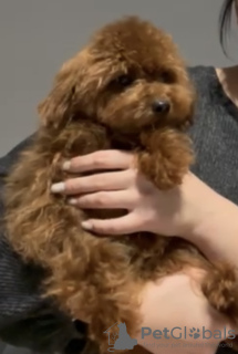 Photo №1. caniche (jouet) - à vendre en ville de Братислава | négocié | Annonce №132242