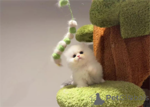 Photo №1. minuet à poil ras - à vendre en ville de Bonn | 350€ | Annonce № 153202