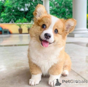 Photo №4. Je vais vendre welsh corgi en ville de Texas City. éleveur - prix - négocié