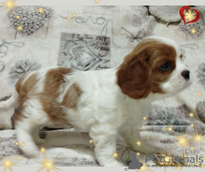 Photo №4. Je vais vendre cavalier king charles spaniel en ville de Minsk. éleveur - prix - négocié