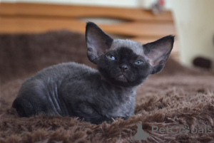 Photo №1. devon rex - à vendre en ville de New york | 638€ | Annonce № 135672