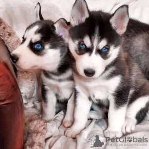 Photo №1. husky de sibérie - à vendre en ville de Berne | négocié | Annonce №120106