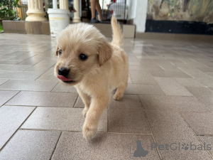 Photo №1. golden retriever - à vendre en ville de Troupeau | 580€ | Annonce №175701
