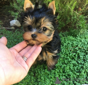 Photo №1. yorkshire terrier - à vendre en ville de Франкфурт-на-Майне | 329€ | Annonce №133370