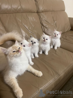 Photo №2 de l'annonce № 102851 de la vente  - acheter à Allemagne de la fourrière