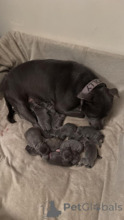 Photo №1. staffordshire bull terrier - à vendre en ville de Brașov | négocié | Annonce №160033