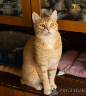 Photo №3. Le merveilleux chat Peach cherche un foyer.. Fédération de Russie