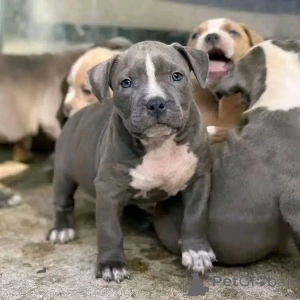 Photo №2 de l'annonce № 139045 de la vente cane corso - acheter à Allemagne éleveur