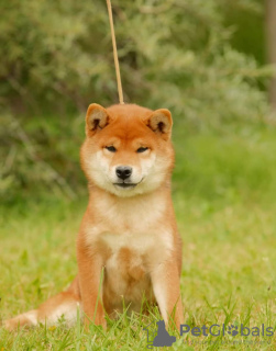 Photo №1. shiba - à vendre en ville de Riga | négocié | Annonce №12541